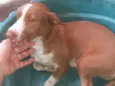 Mel