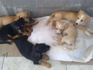 Cachorro raça VL idade Abaixo de 2 meses nome Filhote