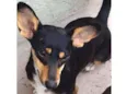 Bidu