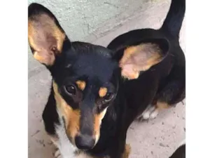 Cachorro raça Srd idade 2 anos nome Bidu