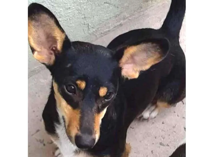 Cachorro ra a Srd idade 2 anos nome Bidu