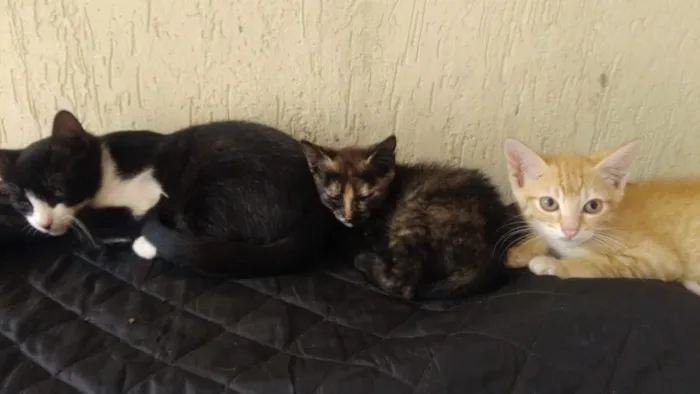 Gato ra a Srd idade 2 a 6 meses nome Bebês Gatinhos!