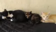 Bebês Gatinhos!