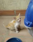 Bebês Gatinhos!