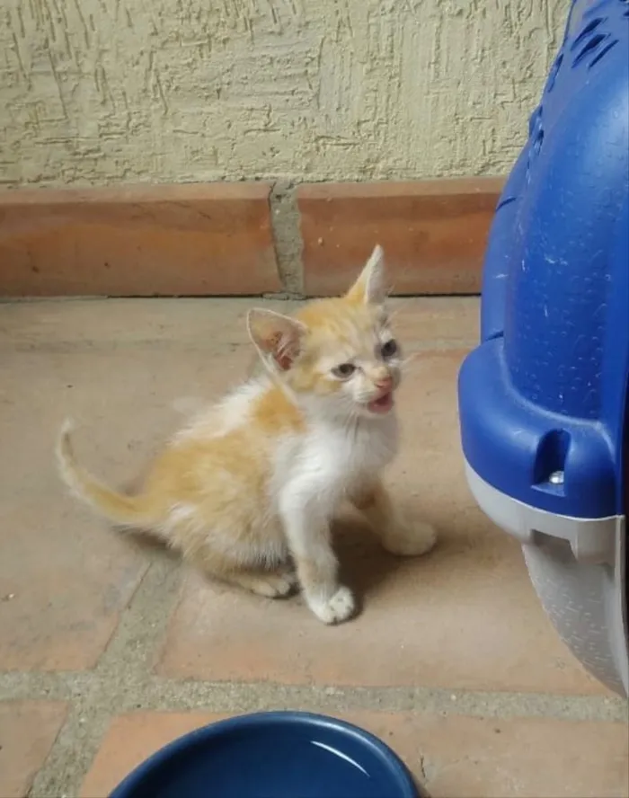 Gato ra a Srd idade 2 a 6 meses nome Bebês Gatinhos!
