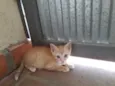 Bebês Gatinhos!