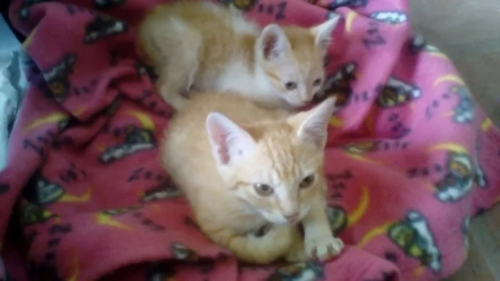 Gato ra a Srd idade 2 a 6 meses nome Bebês Gatinhos!