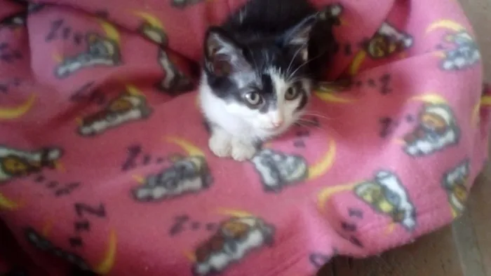 Gato ra a Srd idade 2 a 6 meses nome Bebês Gatinhos!