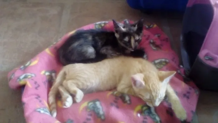 Gato ra a Srd idade 2 a 6 meses nome Bebês Gatinhos!
