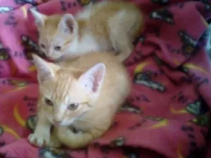 Gato raça Srd idade 2 a 6 meses nome Bebês Gatinhos!