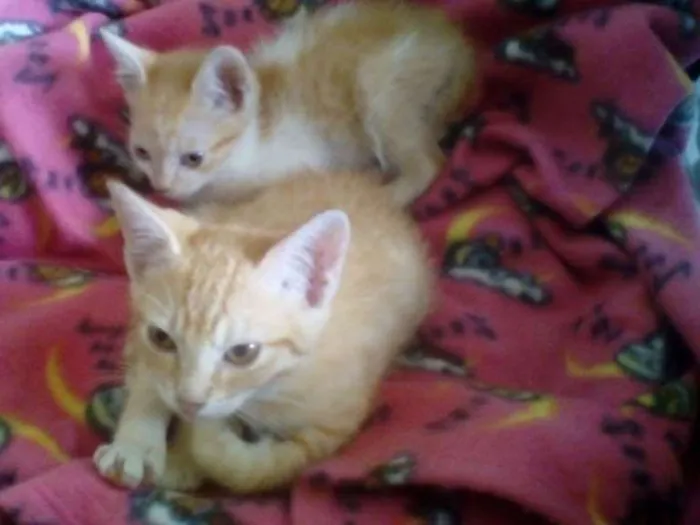 Gato ra a Srd idade 2 a 6 meses nome Bebês Gatinhos!