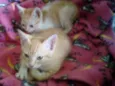 Bebês Gatinhos!