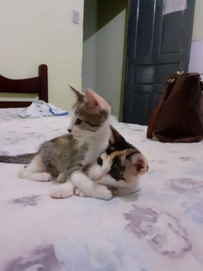 Gato raça Sem raça  idade Abaixo de 2 meses nome Não tem