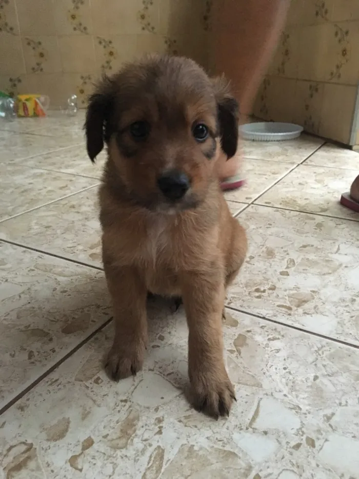 Cachorro ra a Sem raça definida idade 2 a 6 meses nome Ursinho