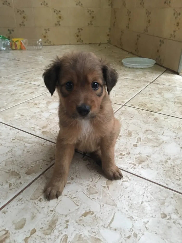 Cachorro ra a Sem raça definida idade 2 a 6 meses nome Ursinho