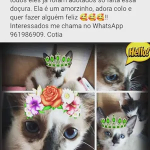 Gato raça Vira lata  idade 2 a 6 meses nome Marrie