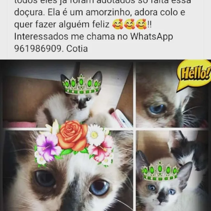 Gato ra a Vira lata  idade 2 a 6 meses nome Marrie