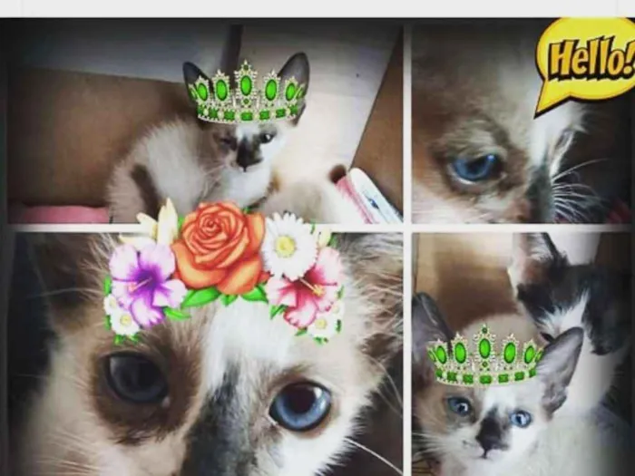 Gato ra a Vira lata  idade 2 a 6 meses nome Marrie