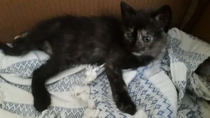 Gato raça Vira lata idade Abaixo de 2 meses nome Ainda não tem nome