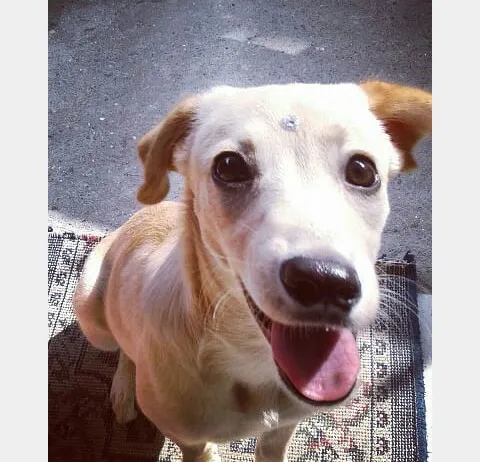 Cachorro ra a vira lata idade 1 ano nome Lady