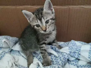 Gato raça Vira lata idade 2 a 6 meses nome Ainda não tem nome