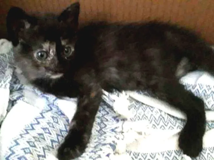 Gato raça Vira lata idade Abaixo de 2 meses nome Ainda não tem nome