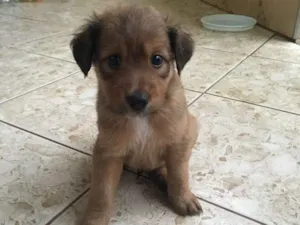 Cachorro raça Sem raça definida idade 2 a 6 meses nome Ursinho