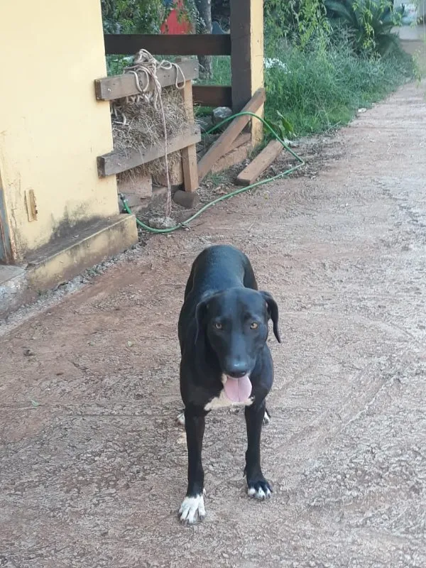 Cachorro ra a VIRA-LATA idade 3 anos nome LUNA