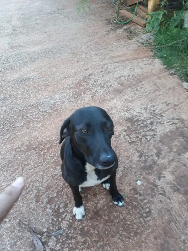 Cachorro ra a VIRA-LATA idade 3 anos nome LUNA