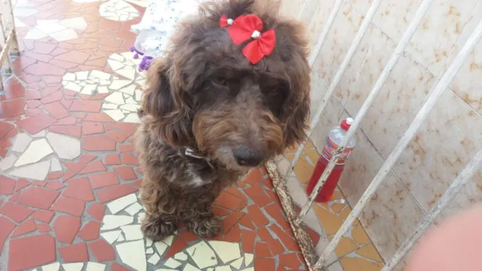Cachorro ra a Poodle  idade 2 anos nome Bella 