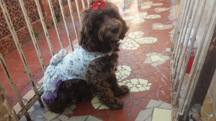 Cachorro ra a Poodle  idade 2 anos nome Bella 