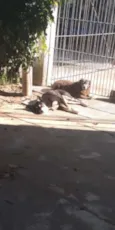 Lila & Neguinho