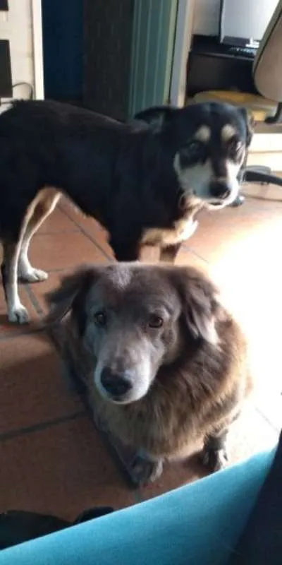 Cachorro ra a Vira-lata & Salsicha idade 6 ou mais anos nome Lila & Neguinho