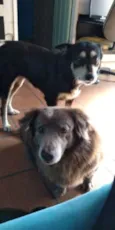 Lila & Neguinho