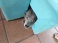 Lila & Neguinho