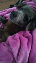 Lila & Neguinho