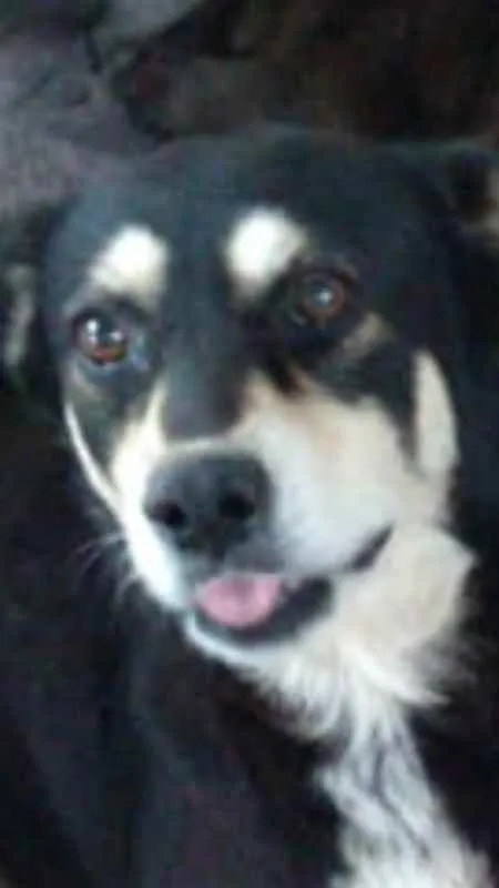 Cachorro ra a Vira-lata & Salsicha idade 6 ou mais anos nome Lila & Neguinho