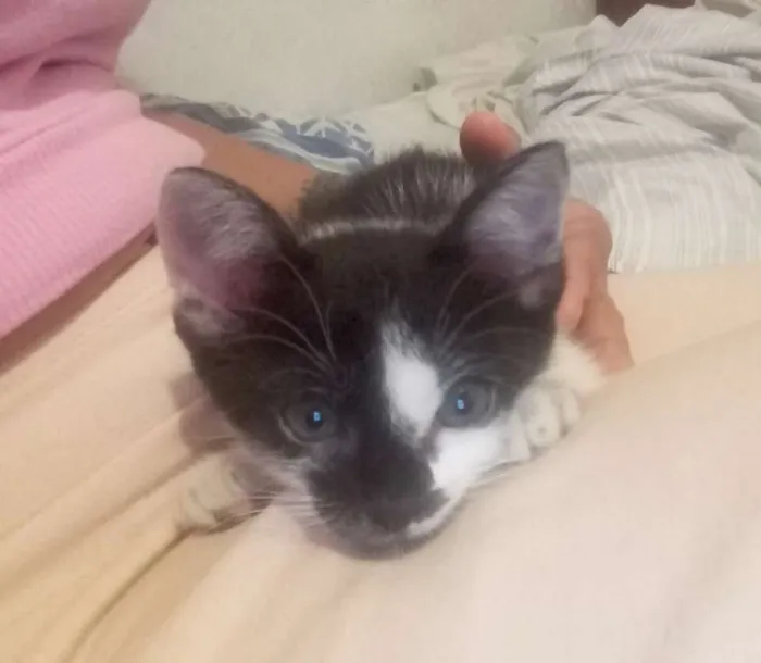Gato ra a Brasileira idade Abaixo de 2 meses nome Pandinha
