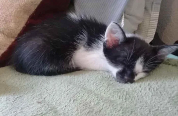 Gato ra a Brasileira idade Abaixo de 2 meses nome Pandinha