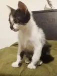 Pandinha