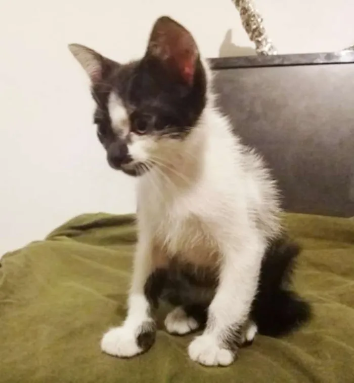 Gato ra a Brasileira idade Abaixo de 2 meses nome Pandinha