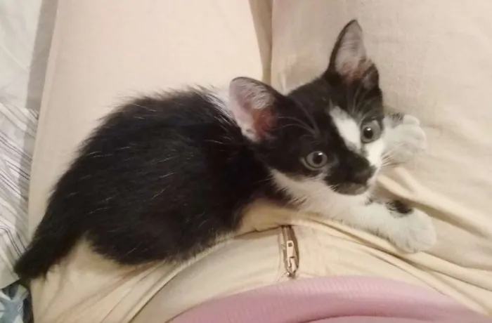 Gato ra a Brasileira idade Abaixo de 2 meses nome Pandinha
