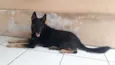 Lilica/ Bolinha