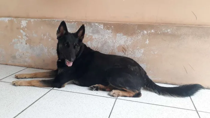 Cachorro ra a Pastor/ Mestiço  idade 3 anos nome Lilica/ Bolinha