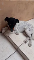 Lilica/ Bolinha