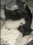 Não tem none