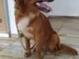 Buddy