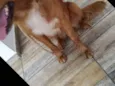 Buddy