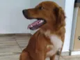 Buddy