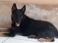 Lilica/ Bolinha